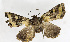  (Atrachea alpherakyi - ZZU.NY1)  @11 [ ] CreativeCommons  Attribution Non-Commercial Share-Alike (2023) Unspecified University of Zhengzhou