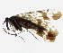  ( - NWAFU 3G1)  @13 [ ] CreativeCommons  Attribution Non-Commercial Share-Alike (2017) Unspecified Northwest A&F University