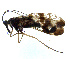  ( - NWAFU 3G4)  @14 [ ] CreativeCommons  Attribution Non-Commercial Share-Alike (2017) Unspecified Northwest A&F University