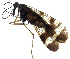  ( - NWAFU 3G6)  @14 [ ] CreativeCommons  Attribution Non-Commercial Share-Alike (2017) Unspecified Northwest A&F University