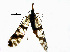  (Cerapanorpa reni - BIORTP-030_C01)  @14 [ ] CreativeCommons - Attribution (2017) Unspecified Centre for Biodiversity Genomics