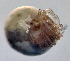  (Hygrobates calabricus - CCDB 38392 G01)  @11 [ ] CreativeCommons - Attribution Share-Alike (2021) Unspecified Department of Biology, Faculty of Sciences and Mathematics, Podgorica