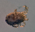  (Panisopsis - CCDB 38392 H02)  @11 [ ] CreativeCommons - Attribution Share-Alike (2021) Unspecified Department of Biology, Faculty of Sciences and Mathematics, Podgorica