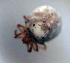  (Sperchon cf. brevirostris - CCDB38233 A12)  @11 [ ] CreativeCommons - Attribution Share-Alike (2021) Unspecified Department of Biology, Faculty of Sciences and Mathematics, Podgorica