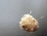  ( - CCDB38233 C05)  @11 [ ] CreativeCommons - Attribution Share-Alike (2021) Unspecified Department of Biology, Faculty of Sciences and Mathematics, Podgorica