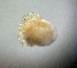  ( - CCDB38233 D02)  @11 [ ] CreativeCommons - Attribution Share-Alike (2021) Unspecified Department of Biology, Faculty of Sciences and Mathematics, Podgorica