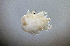  ( - CCDB38233 D05)  @11 [ ] CreativeCommons - Attribution Share-Alike (2021) Unspecified Department of Biology, Faculty of Sciences and Mathematics, Podgorica