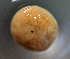  ( - CCDB38233 E09)  @11 [ ] CreativeCommons - Attribution Share-Alike (2021) Unspecified Department of Biology, Faculty of Sciences and Mathematics, Podgorica