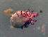  (Sperchon violaceus - CCDB38233 H11)  @11 [ ] CreativeCommons - Attribution Share-Alike (2021) Unspecified Department of Biology, Faculty of Sciences and Mathematics, Podgorica
