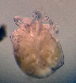  ( - CCDB 38361 C01)  @11 [ ] CreativeCommons - Attribution Share-Alike (2021) Unspecified Department of Biology, Faculty of Sciences and Mathematics, Podgorica