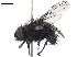  ( - CHARS00211-H10)  @11 [ ] CreativeCommons - Attribution (2019) CBG Photography Group Centre for Biodiversity Genomics