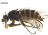  ( - CHARS00212-B02)  @11 [ ] CreativeCommons - Attribution (2019) CBG Photography Group Centre for Biodiversity Genomics