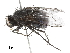  ( - CHARS00224-C10)  @11 [ ] CreativeCommons - Attribution (2019) CBG Photography Group Centre for Biodiversity Genomics