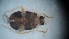  ( - DCVS-092)  @12 [ ] Copyright (2013) Unspecified Unspecified