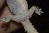  (Hemidactylus granosus - FLI.0287)  @11 [ ] c  Unspecified Unspecified