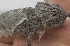  (Chamaeleo chamaeleon - FLI.0562)  @11 [ ] c  Unspecified Unspecified