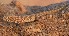  (Bunopus sp. 4 - FLI.0106)  @11 [ ] c  Unspecified Unspecified