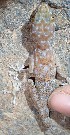  (Ptyodactylus sp. 1 - FLI.0113)  @11 [ ] c  Unspecified Unspecified