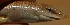  ( - FLI.0250)  @11 [ ] c  Unspecified Unspecified