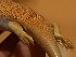  ( - FLI.0250)  @11 [ ] c  Unspecified Unspecified
