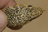  (Platyceps - FLI.0479)  @11 [ ] c  Unspecified Unspecified