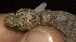  ( - FLI.0555)  @11 [ ] c  Unspecified Unspecified