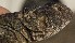  (Uromastyx ornata - FLI.0630)  @11 [ ] c  Unspecified Unspecified