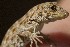  (Pristurus guweirensis - FLI.0656)  @11 [ ] c  Unspecified Unspecified
