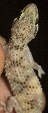  ( - FLI.0695)  @11 [ ] c  Unspecified Unspecified