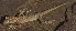  ( - FLI.0801)  @11 [ ] c  Unspecified Unspecified