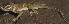  ( - FLI.0803)  @11 [ ] c  Unspecified Unspecified