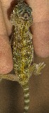  ( - FLI.0812)  @11 [ ] c  Unspecified Unspecified