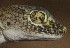  ( - FLI.0812)  @11 [ ] c  Unspecified Unspecified