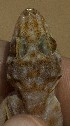  ( - FLI.0824)  @11 [ ] c  Unspecified Unspecified