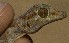  ( - FLI.0824)  @11 [ ] c  Unspecified Unspecified