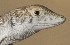  ( - FLI.1049)  @11 [ ] c  Unspecified Unspecified