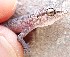  (Hemidactylus sp. 14 - JCB.0431)  @11 [ ] c  Unspecified Unspecified