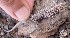  ( - JCB.0034)  @11 [ ] c  Unspecified Unspecified