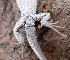  ( - JCB.0034)  @11 [ ] c  Unspecified Unspecified
