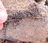  ( - JCB.0041)  @11 [ ] c  Unspecified Unspecified