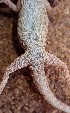  ( - MLA.0106)  @11 [ ] c  Unspecified Unspecified