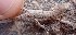  ( - JCB.0175)  @11 [ ] c  Unspecified Unspecified