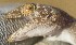  (Ptyodactylus ananjevae - FLI.0204)  @11 [ ] c  Unspecified Unspecified