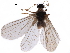  ( - BIOUG34592-E12)  @11 [ ] CreativeCommons - Attribution (2017) CBG Photography Group Centre for Biodiversity Genomics