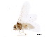  ( - BIOUG34592-H07)  @11 [ ] CreativeCommons - Attribution (2017) CBG Photography Group Centre for Biodiversity Genomics