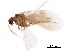  ( - BIOUG34592-H08)  @11 [ ] CreativeCommons - Attribution (2017) CBG Photography Group Centre for Biodiversity Genomics