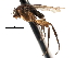  ( - BIOUG27991-B09)  @11 [ ] CreativeCommons - Attribution (2016) CBG Photography Group Centre for Biodiversity Genomics