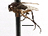  ( - BIOUG27991-B10)  @11 [ ] CreativeCommons - Attribution (2016) CBG Photography Group Centre for Biodiversity Genomics