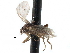  ( - BIOUG27991-C08)  @11 [ ] CreativeCommons - Attribution (2016) CBG Photography Group Centre for Biodiversity Genomics