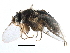  ( - BIOUG27991-D11)  @13 [ ] CreativeCommons - Attribution (2016) CBG Photography Group Centre for Biodiversity Genomics